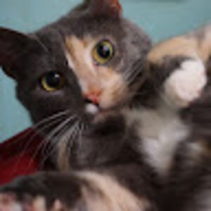 Meet your Posher, Teela